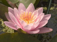 Nenufar Pink Beauty luciana rosado
